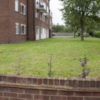 Hedge 5.