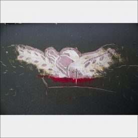 Bird 2