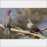 Laughing Doves