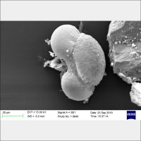 Pine Pollen
