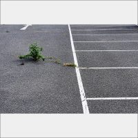 Purple parking 2021